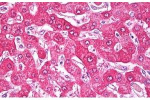 Anti-NDUFS7 antibody IHC staining of human liver. (NDUFS7 抗体  (AA 58-68))