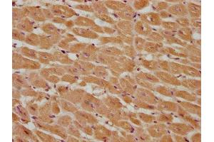 IHC image of ABIN7146968 diluted at 1:285 and staining in paraffin-embedded human heart tissue performed on a Leica BondTM system. (Caspase 9 抗体  (AA 113-324))