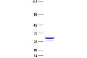 Validation with Western Blot (Ubiquitin B Protein (UBB) (His tag))