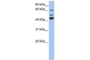 WB Suggested Anti-VPS4A Antibody Titration: 0. (VPS4A 抗体  (N-Term))