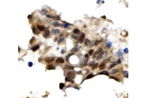 IHC analysis of OGT using anti-OGT antibody (ABIN3043893). (OGT 抗体  (C-Term))