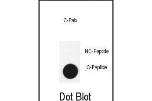 Dot blot analysis of anti-G3-cleaved Pab 3740a on nitrocellulose membrane. (ATG3 抗体  (AA 90-104))