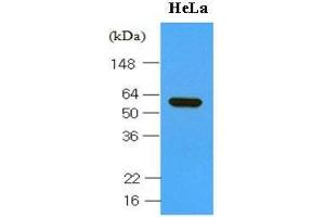 Cell lysates of HeLa (30 ug) were resolved by SDS-PAGE, transferred to nitrocellulose membrane and probed with anti-human Hsp60 (1:1,000).
