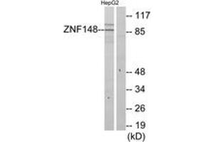Western blot analysis of extracts from HepG2 cells, using ZNF148 Antibody. (ZNF148 抗体  (AA 61-110))