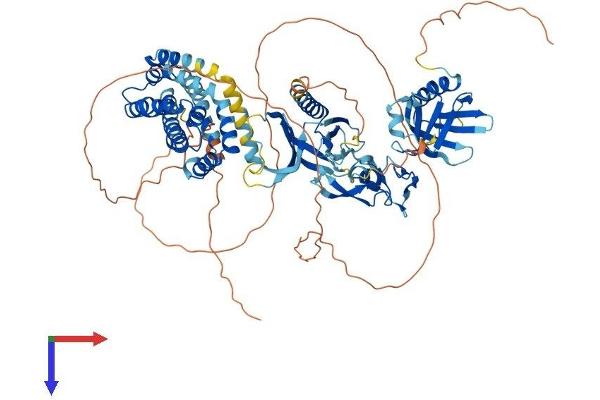 FGD4 Protein (AA 1-766) (His tag)