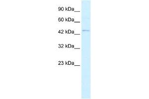 WB Suggested Anti-RNF36 Antibody Titration:  0. (TRIM69 抗体  (N-Term))