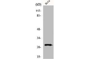 Western Blot analysis of HeLa cells using MRRF Polyclonal Antibody (MRRF 抗体  (C-Term))