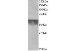 Image no. 3 for anti-Karyopherin (Importin) alpha 4 (KPNA4) (C-Term) antibody (ABIN374394) (KPNA4 抗体  (C-Term))