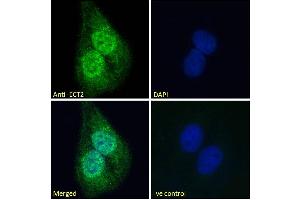 (ABIN185018) Immunofluorescence analysis of paraformaldehyde fixed U2OS cells, permeabilized with 0. (ECT2 抗体  (N-Term))