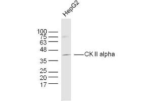 Human HepG2 cells probed with CK II alpha Polyclonal Antibody, unconjugated  at 1:300 overnight at 4°C followed by a conjugated secondary antibody at 1:10000 for 90 minutes at 37°C. (CSNK2A1/CK II alpha 抗体  (AA 201-300))