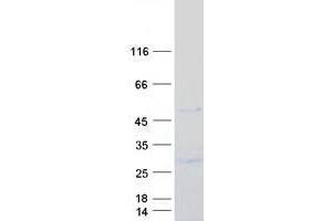 Validation with Western Blot (IGSF11 / BTIGSF (Transcript Variant 1) protein (Myc-DYKDDDDK Tag))