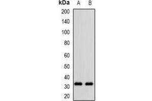 Western blot analysis of CD305 expression in KB (A), NIH3T3 (B) whole cell lysates. (LAIR1 抗体)