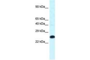 Image no. 1 for anti-Homeobox B9 (HOXB9) (C-Term) antibody (ABIN6747725) (HOXB9 抗体  (C-Term))