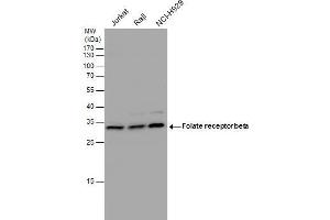 WB Image Folate receptor beta antibody detects Folate receptor beta protein by western blot analysis. (FOLR2 抗体)