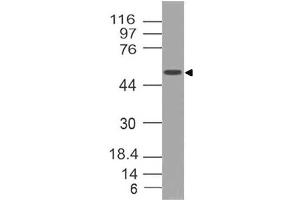 Image no. 1 for anti-SRY (Sex Determining Region Y)-Box 10 (SOX10) (AA 115-269) antibody (ABIN5027534) (SOX10 抗体  (AA 115-269))