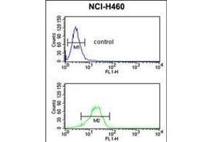 NQO1 antibody (Center) (ABIN391528 and ABIN2841484) flow cytometric analysis of NCI- cells (bottom histogram) compared to a negative control cell (top histogram). (NQO1 抗体  (AA 118-144))