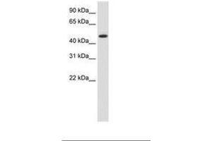 Image no. 1 for anti-Heat Shock Protein 90kDa beta (Grp94), Member 1 (HSP90B1) (N-Term) antibody (ABIN203087)