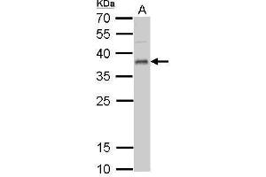 WB Image UFD1L antibody detects UFD1L protein by Western blot analysis. (UFD1L 抗体  (full length))