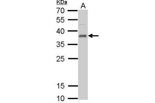 UFD1L anticorps  (full length)