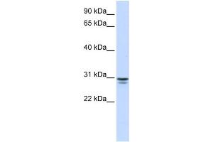 WB Suggested Anti-FFAR1 Antibody Titration:  0. (FFAR1 抗体  (N-Term))