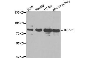 Western blot analysis of extracts of various cell lines, using TRPV5 antibody (ABIN5973870) at 1/1000 dilution. (TRPV5 抗体)