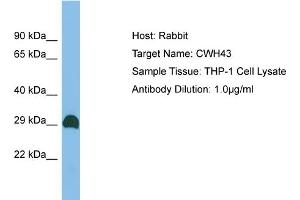 Host: Rabbit Target Name: CWH43 Sample Type: THP-1 Whole Cell lysates Antibody Dilution: 1.