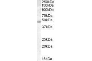 Western Blotting (WB) image for Actin-Like 7b (Actl7b) peptide (ABIN368835) (Actin-Like 7b (Actl7b) Peptide)