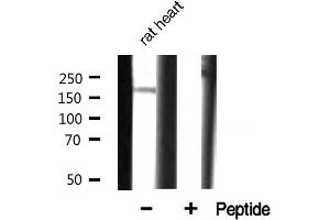 Western blot analysis of CUTL1 expression in rat heart. (CUX1 抗体  (N-Term))