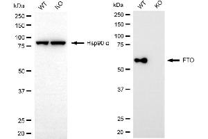 Western blotting analysis using FTO antibody (ABIN7798582). (Recombinant FTO 抗体)