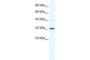 Western Blotting (WB) image for anti-Annexin A1 (ANXA1) antibody (ABIN2461369) (Annexin a1 抗体)