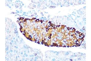 Immunohistochemistry of paraffin-embedded mouse pancreas using GLP-1 Rabbit mAb (ABIN7267392) at dilution of 1:100 (40x lens). (Glucagon 抗体)