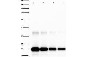 Western Blot of Rabbit anti-IL-2 Antibody Peroxidase Conjugated. (IL-2 抗体  (HRP))