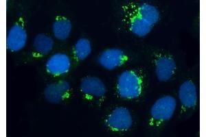 IF analysis of BRSK1 using anti-BRSK1 antibody (ABIN7600990). (BRSK1 抗体  (AA 269-321))