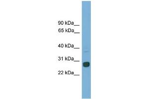 WB Suggested Anti-Mxd1 Antibody Titration: 0.