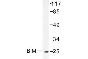 Image no. 1 for anti-BCL2-Like 11 (Apoptosis Facilitator) (BCL2L11) antibody (ABIN265330) (BIM 抗体)