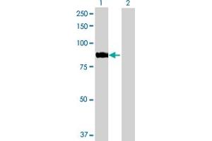 Western Blot analysis of ARHGEF7 expression in transfected 293T cell line by ARHGEF7 MaxPab polyclonal antibody. (ARHGEF7 抗体  (AA 1-646))