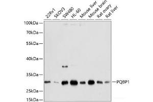 Western blot analysis of extracts of various cell lines using PQBP1 Polyclonal Antibody at dilution of 1:1000. (PQBP1 抗体)