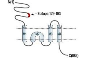 Representative domain view of the target of ABIN7582037.