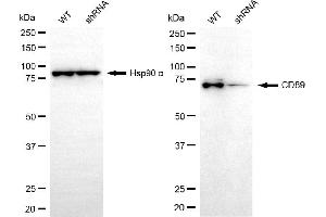 Western blotting analysis using CD89 antibody (ABIN7798588).