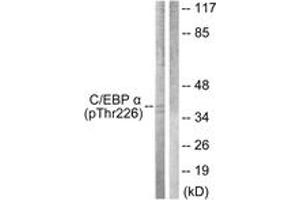 Western blot analysis of extracts from COS7 cells treated with EGF 200ng/ml 30', using C/EBP-alpha (Phospho-Thr226) Antibody. (CEBPA 抗体  (pThr226))