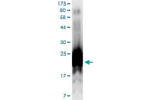 Image no. 2 for Programmed Cell Death 1 Ligand 2 (PDCD1LG2) (AA 19-121) protein (His-DYKDDDDK-Strep II Tag) (ABIN1314416)