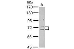 Image no. 1 for anti-Zinc Finger Protein 182 (ZNF182) (AA 1-236) antibody (ABIN1501829) (ZNF182 抗体  (AA 1-236))