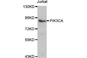 Western blot analysis of Jurkat cell lines, using PIK3CA antibody. (PIK3CA 抗体  (AA 401-600))