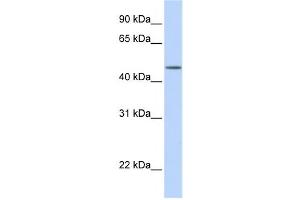 Western Blotting (WB) image for anti-Transducin (Beta)-Like 2 (TBL2) antibody (ABIN2459699) (TBL2 抗体)