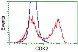 HEK293T cells transfected with either RC200494 overexpress plasmid (Red) or empty vector control plasmid (Blue) were immunostained by anti-CDK2 antibody (ABIN2454506), and then analyzed by flow cytometry. (CDK2 抗体)