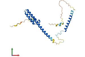 AlphaFold protein structure predicition of Mouse Recombinant Rilpl2 Protein, UniprotID Q99LE1
