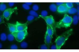 Transfected HEK293 cell immunofluorescence staining N15/39=green, DAPI=blue.