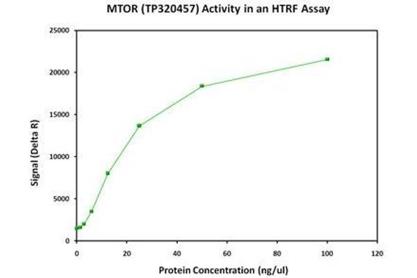 MTOR Protein (Myc-DYKDDDDK Tag)