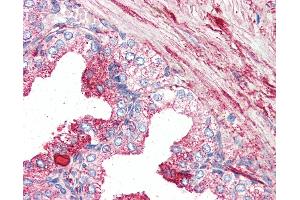 Anti-GPR27 antibody IHC of human prostate. (GPR27 抗体  (Internal Region))