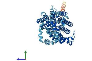 Protein Structure (PS) image for Solute Carrier Family 7 (Cationic Amino Acid Transporter, Y+ System), Member 9 (SLC7A9) (AA 1-487) protein (His tag) (ABIN7552605)